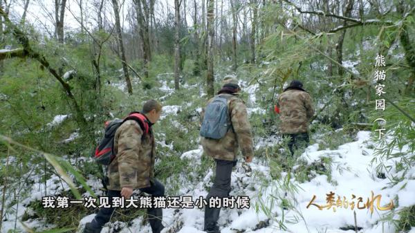 为了大熊猫，他们有多努力？