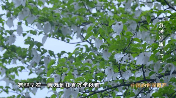 为了大熊猫，他们有多努力？