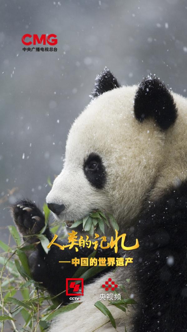 为了大熊猫，他们有多努力？