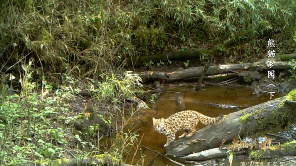 为了大熊猫，他们有多努力？