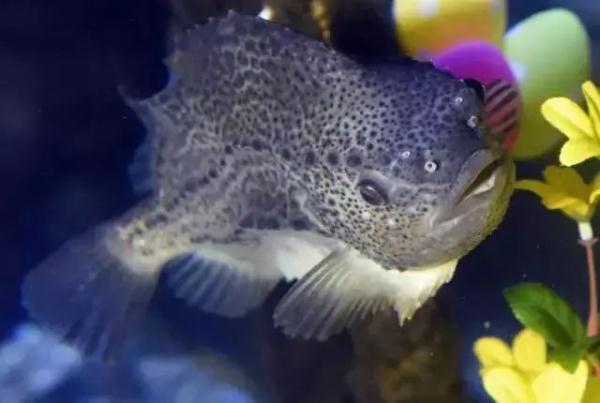 世界最大独立圆柱体水族馆爆裂：百万升水倾泄 1500条鱼被冲上街头