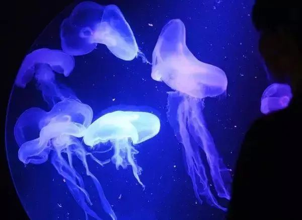 世界最大独立圆柱体水族馆爆裂：百万升水倾泄 1500条鱼被冲上街头