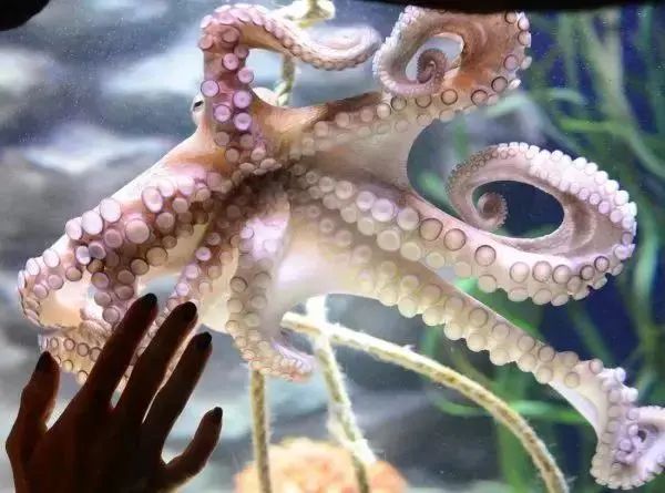 世界最大独立圆柱体水族馆爆裂：百万升水倾泄 1500条鱼被冲上街头
