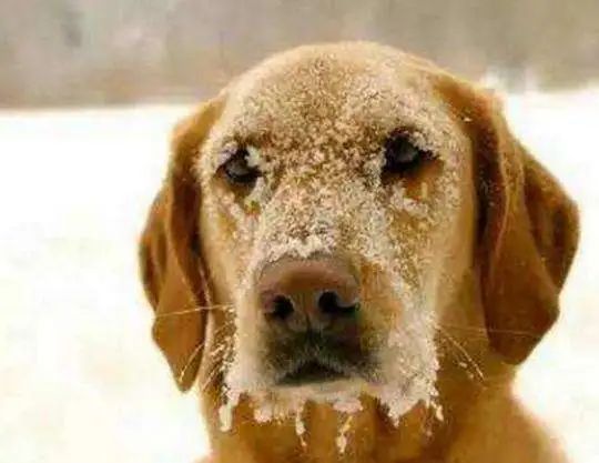 寒潮！降雪！沈阳启动城市除雪预警！辽宁局地-30℃！