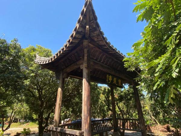 广州这棵古龙眼树有段动人的爱情传说，如今已成网红打卡点