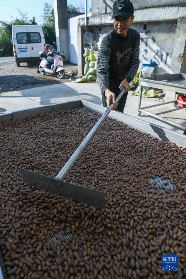 浙江诸暨:香榧坚果进入出货旺季 特色产业助力百姓增收致富
