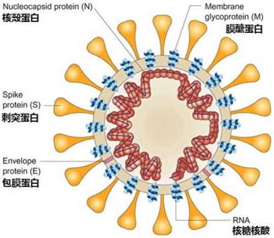 抗原检测出现“假阴”“假阳”?或因这些操作→ 抗原检测出现“假阴”“假阳”?或因这些操作→