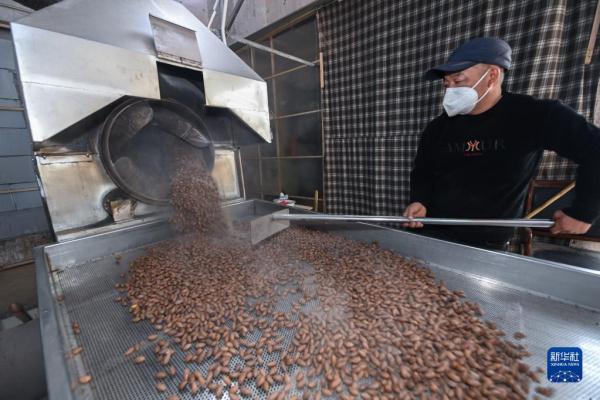 浙江诸暨:香榧坚果进入出货旺季 特色产业助力百姓增收致富
