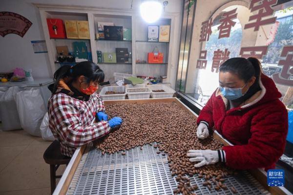 浙江诸暨:香榧坚果进入出货旺季 特色产业助力百姓增收致富