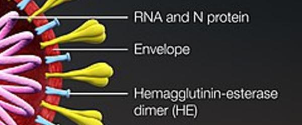 抗原检测出现“假阴”“假阳”?或因这些操作→ 抗原检测出现“假阴”“假阳”?或因这些操作→