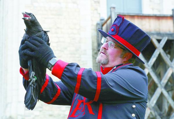伦敦塔乌鸦,日子不好过 伦敦塔乌鸦,日子不好过