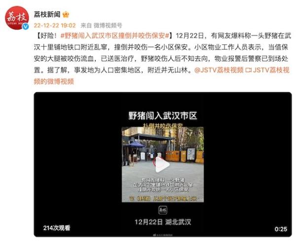 野猪闯入武汉市区撞倒并咬伤一名小区保安 野猪闯入武汉市区撞倒并咬伤一名小区保安