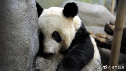 外媒：美动物园宣布将大熊猫“丫丫”和“乐乐”归还中国