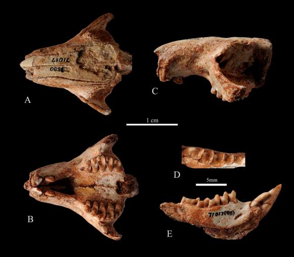 官宣!“兔圆圆”来了!与安徽有关→ 官宣!“兔圆圆”来了!与安徽有关→