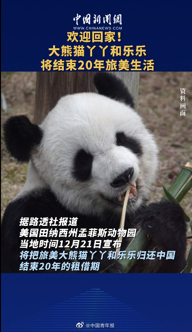 20年的租借期结束 旅美大熊猫丫丫和乐乐将回国 20年的租借期结束 旅美大熊猫丫丫和乐乐将回国