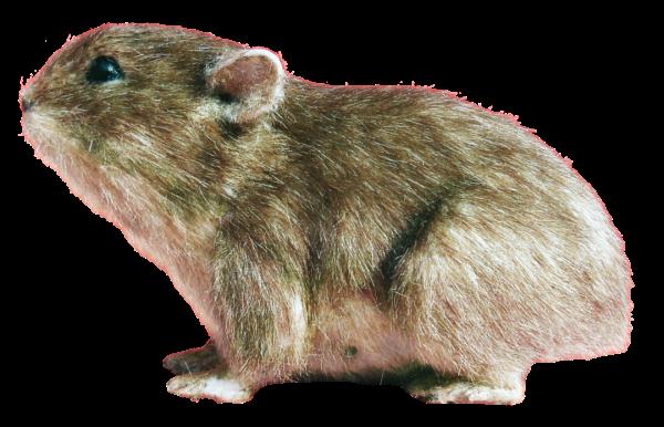 官宣!“兔圆圆”来了!与安徽有关→ 官宣!“兔圆圆”来了!与安徽有关→