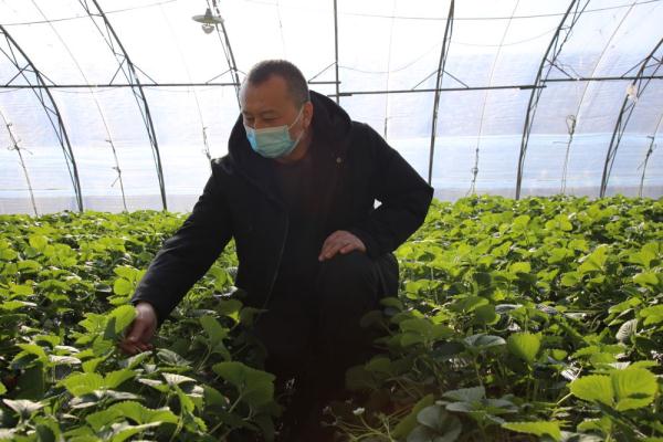 河北保定满城区：草莓之乡迎丰收