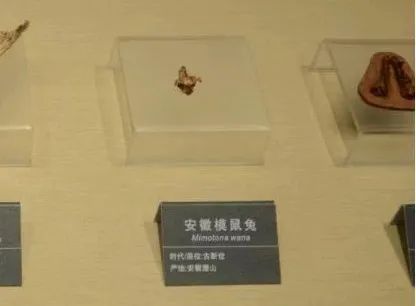 这只安徽兔不简单