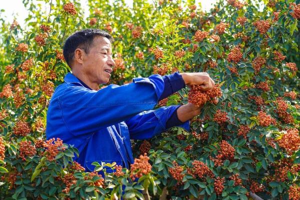 黄河古渡口上演致富新故事 黄河古渡口上演致富新故事