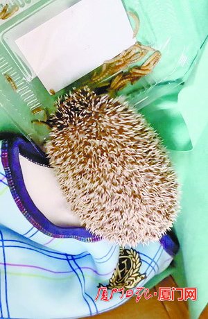 它也很爱吃 小刺猬被救助 狂吃面包虫