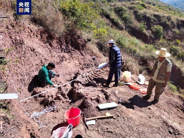 抢救性挖掘！云南或发现我国最早的恐龙骨骼化石地