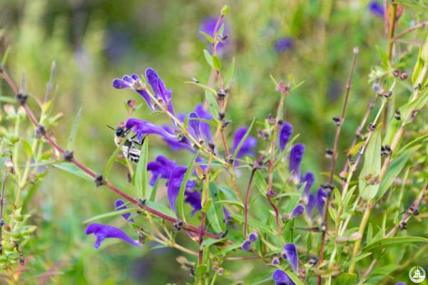 读懂龙江 | 抢抓产业“新风口” 打造富民“大产业”——黑龙江勃利道地中药材产业观察