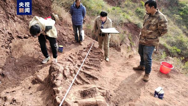 抢救性挖掘！云南或发现我国最早的恐龙骨骼化石地