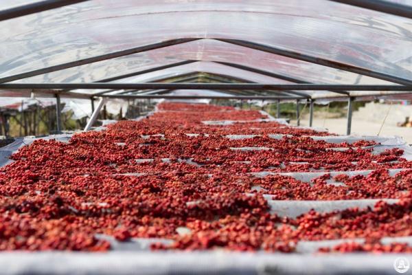 读懂龙江 | 抢抓产业“新风口” 打造富民“大产业”——黑龙江勃利道地中药材产业观察