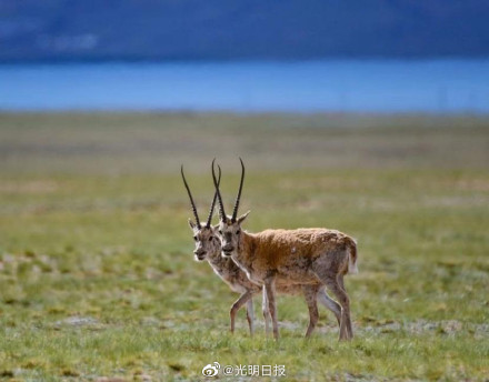 新修订的野生动物保护法通过了