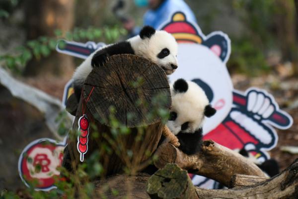 成都：2022年“新生大熊猫宝宝”亮相送祝福