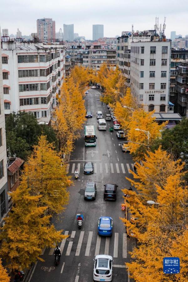 云南昆明：银杏烂漫