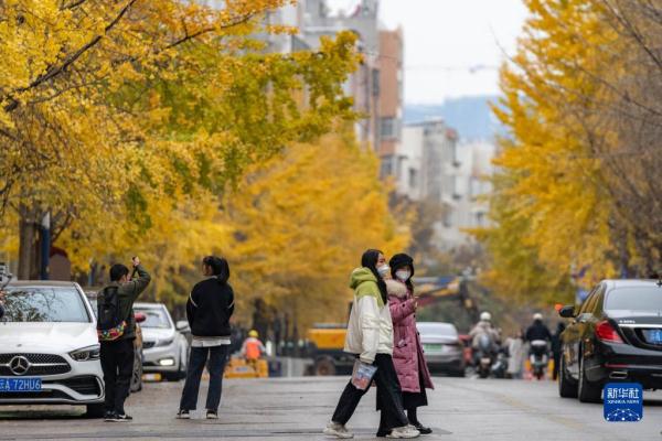 云南昆明：银杏烂漫
