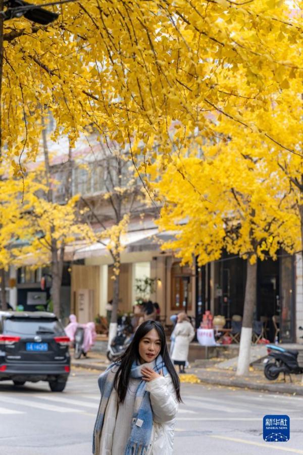 云南昆明：银杏烂漫