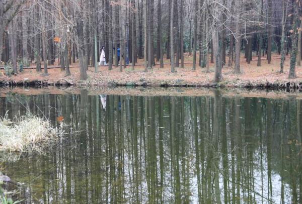 漫步林间木桩道，寻访南宋“九里墩”，上海“环上公园”元旦上新！