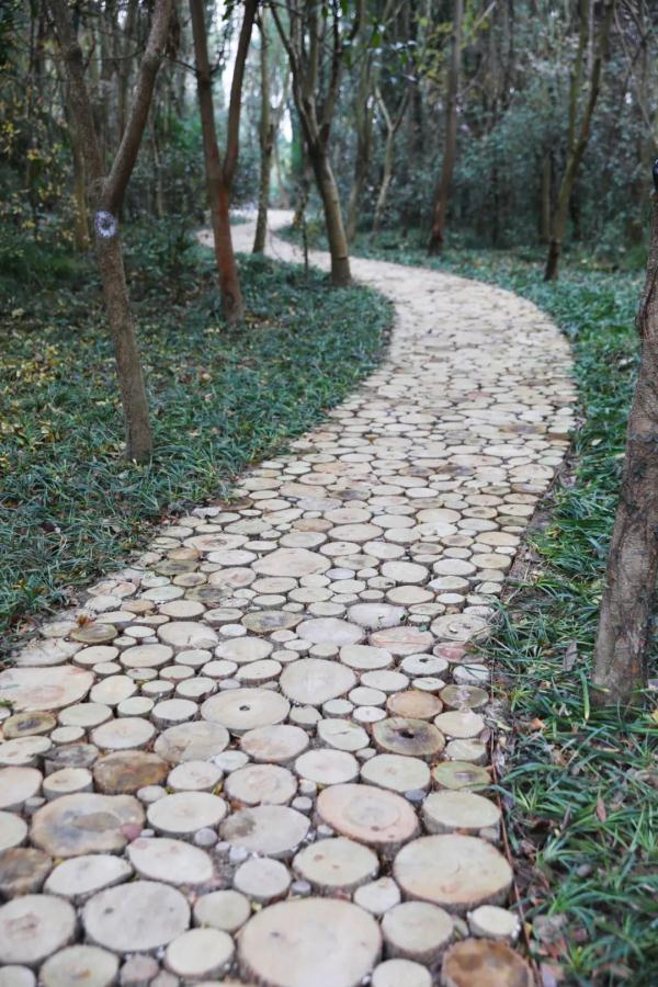 漫步林间木桩道，寻访南宋“九里墩”，上海“环上公园”元旦上新！