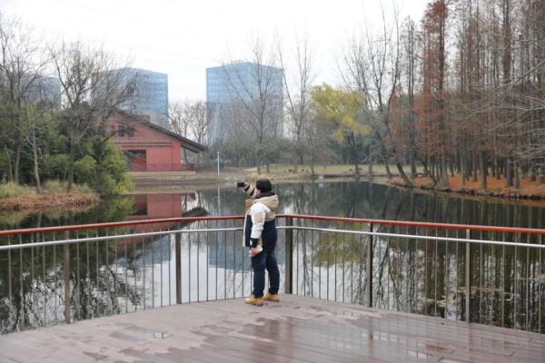 漫步林间木桩道，寻访南宋“九里墩”，上海“环上公园”元旦上新！