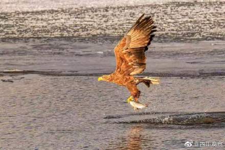 珍贵！白尾海雕组团抓鱼罕见画面