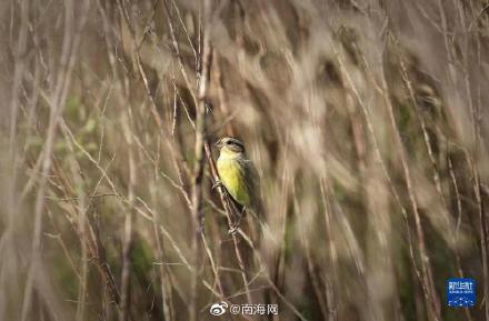 极危物种黄胸鹀现身海南东寨港
