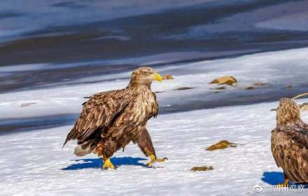 珍贵！白尾海雕组团抓鱼罕见画面