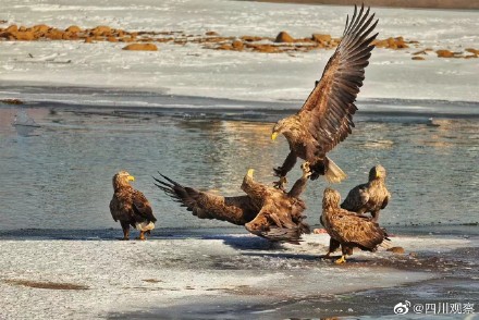 珍贵！白尾海雕组团抓鱼罕见画面