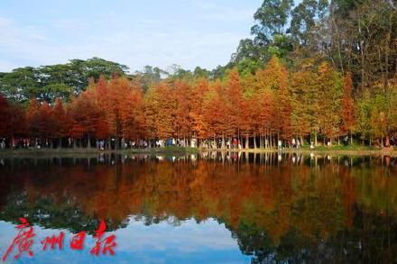 冬日大夫山里的一抹红 比油画还美！