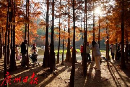 冬日大夫山里的一抹红 比油画还美！