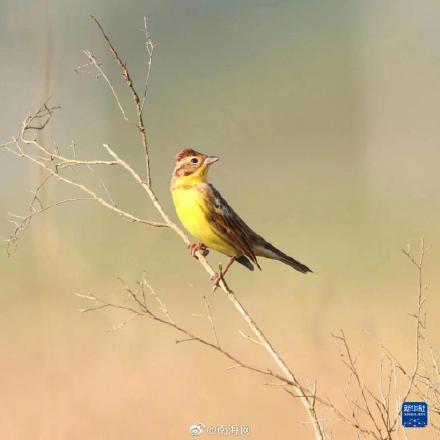 极危物种黄胸鹀现身海南东寨港