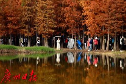 冬日大夫山里的一抹红 比油画还美！