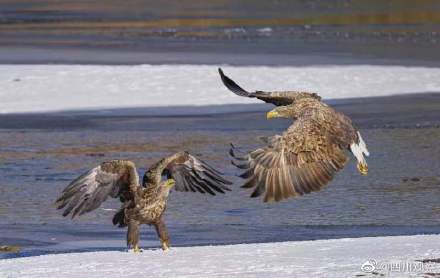 珍贵！白尾海雕组团抓鱼罕见画面