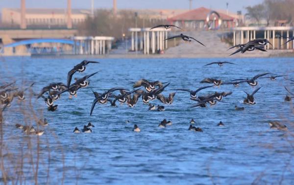 “钢铁围城”→绿荫环绕，这里的变化太惊人！