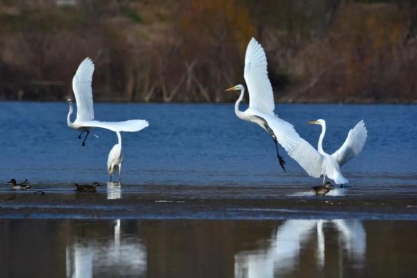 “钢铁围城”→绿荫环绕，这里的变化太惊人！