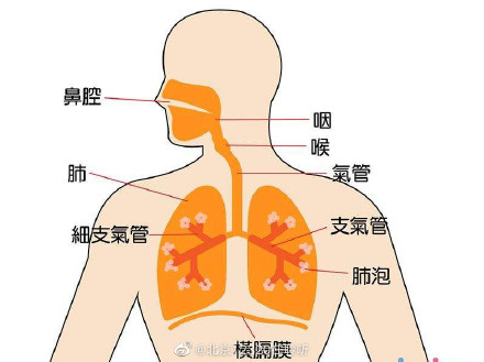 气道口在人体什么部位图片