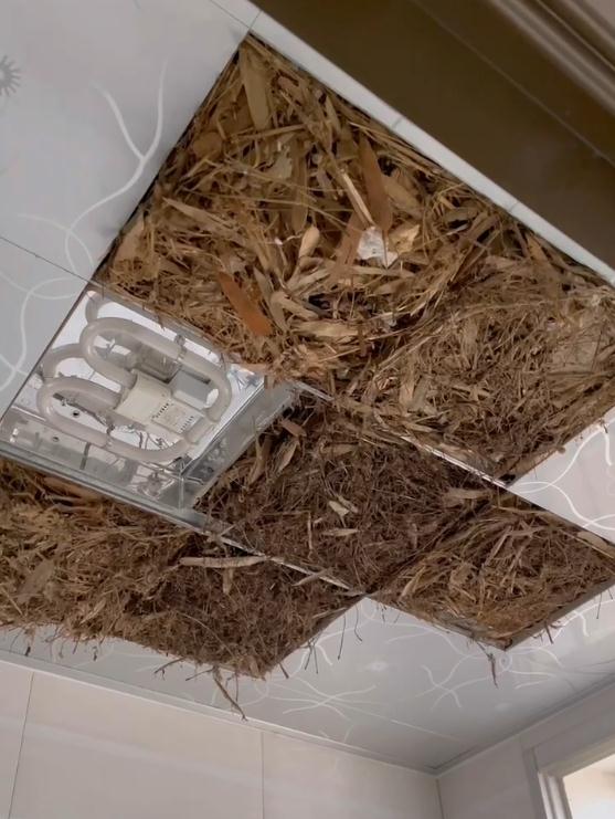家中天花板发现鸟筑"豪宅"：拆了两天，草都装了5麻袋…