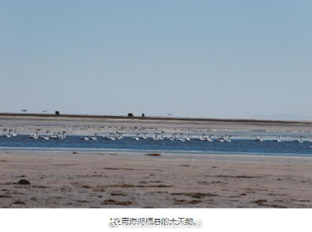 1.1万余只水鸟在青海湖越冬